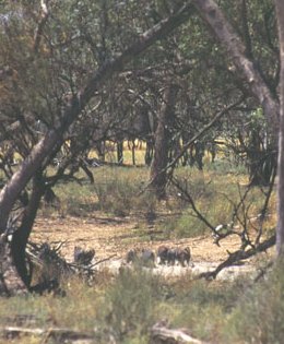 Bore Drain Boars - page 27 Issue 27